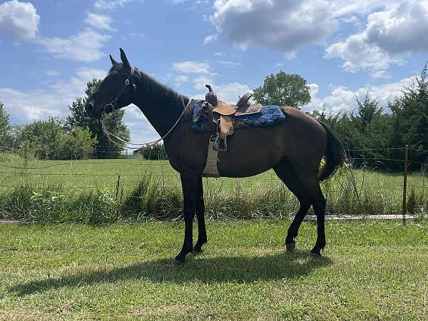 adults-welsh-pony