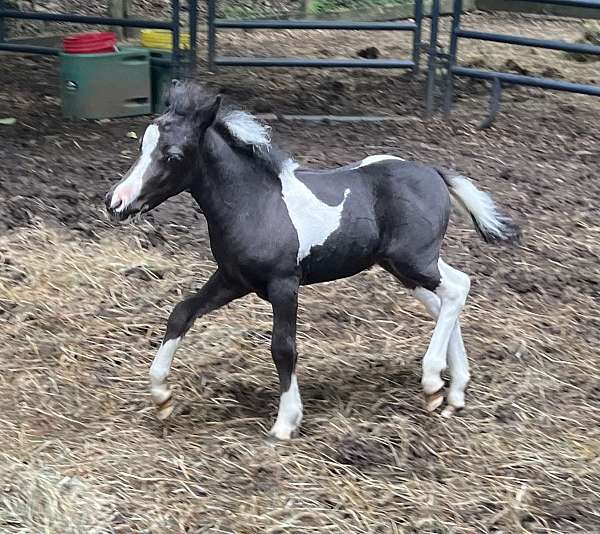 pinto-4-white-stockings-horse