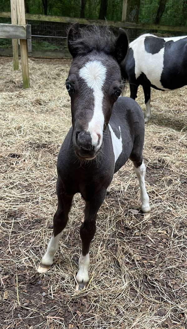 pinto-blkwhite-manetail-horse