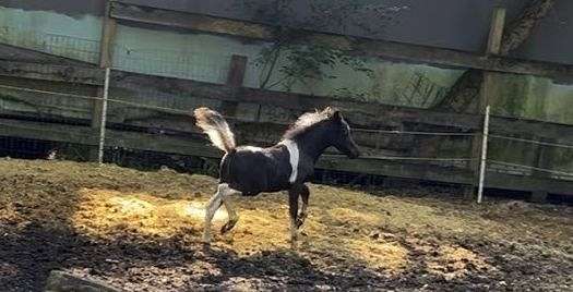 chrome-miniature-horse