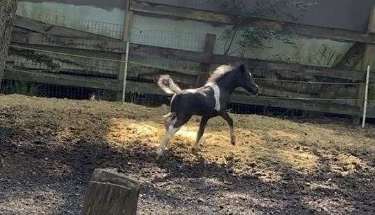 floating-trot-miniature-horse