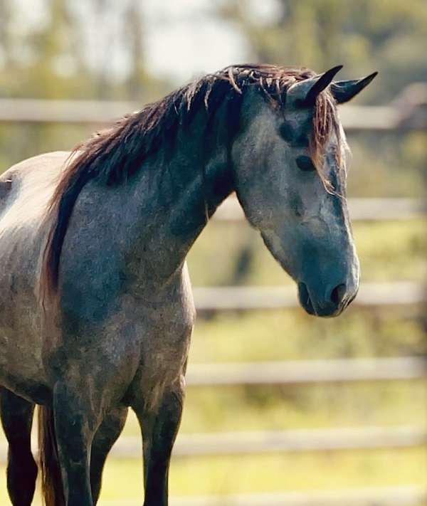 paint-streak-in-mane