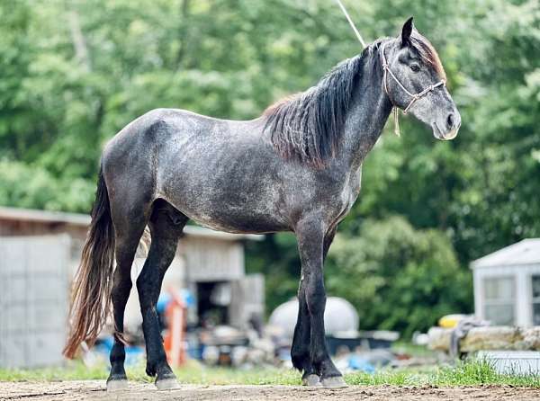 halter-friesian-pinto-horse