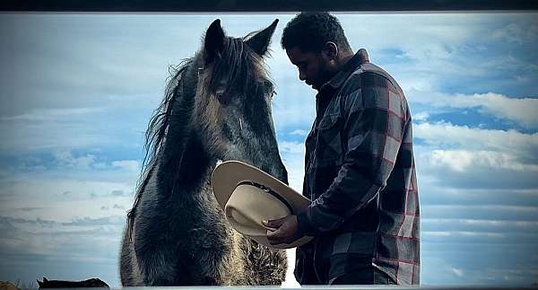 foundation-friesian-pinto-horse