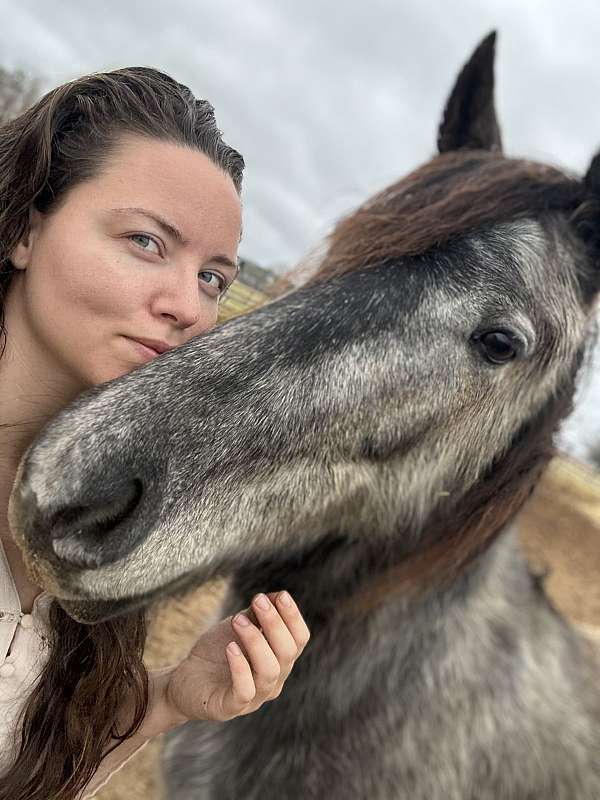 driving-friesian-pinto-horse