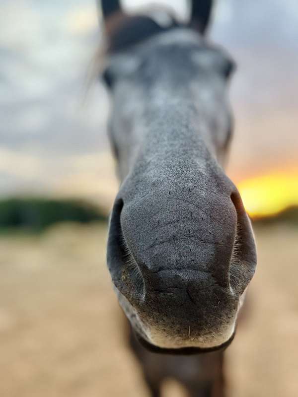 black-friesian-pinto-filly-mare