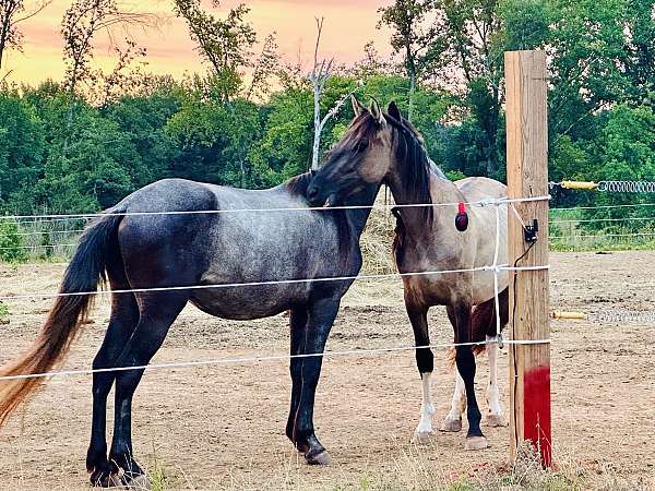 dun-friesian-pinto-filly-mare