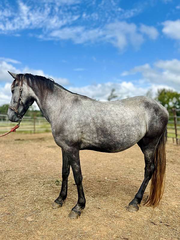 grulla-friesian-pinto-filly-mare