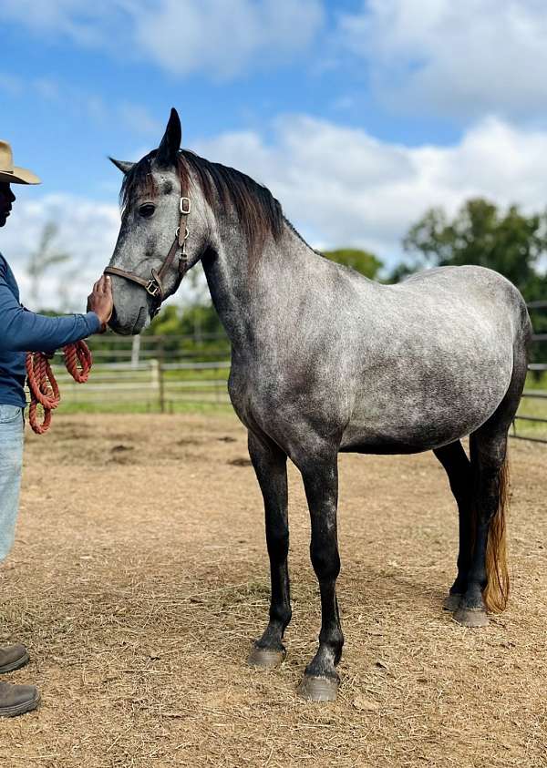 paint-streak-in-mane-horse