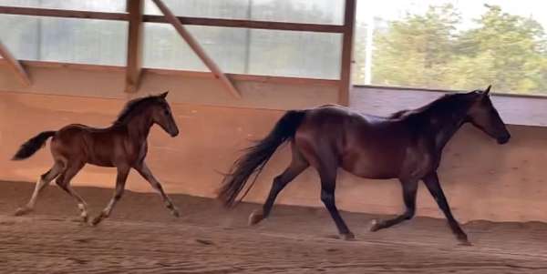 breeding-show-connemara-pony-pony