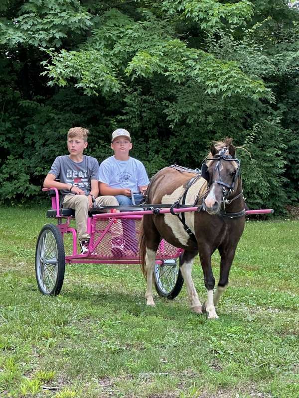 riding-pony-gelding