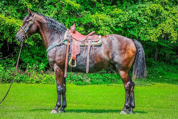 all-around-friesian-horse