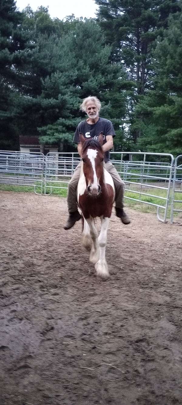 gypsy-vanner-gelding