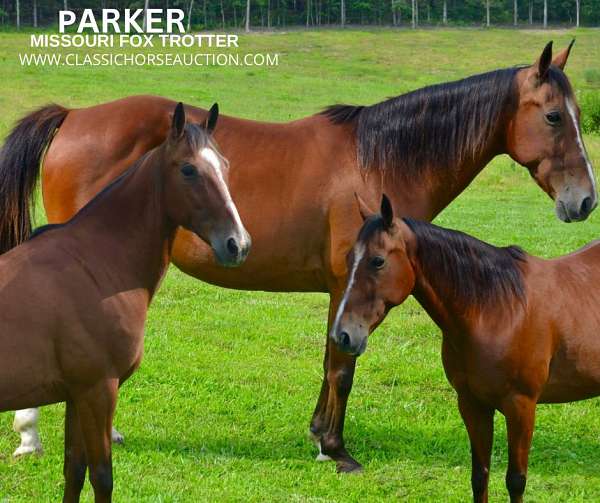 all-ages-missouri-fox-trotter-horse