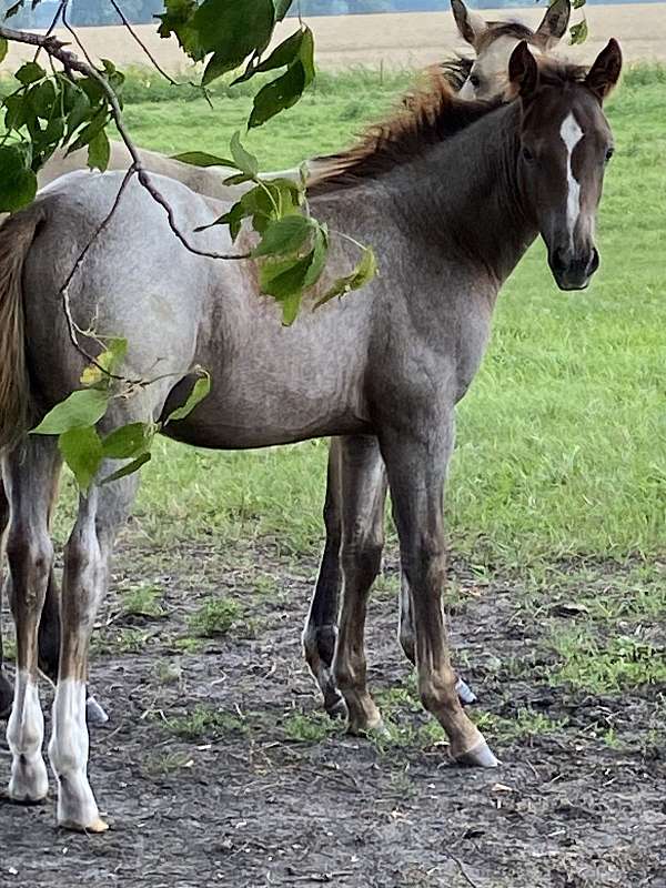 red-roan-blaze-2-hind-socks-horse