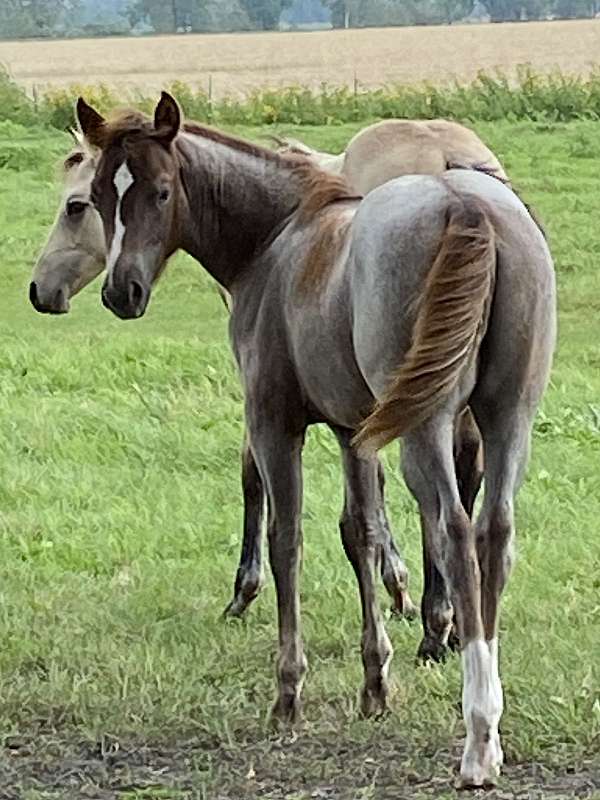 aqha-point-earner-weanling