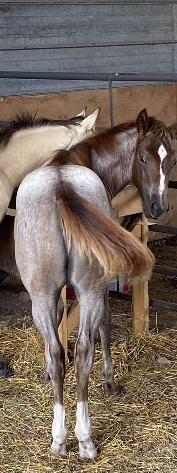 aqha-points-weanling