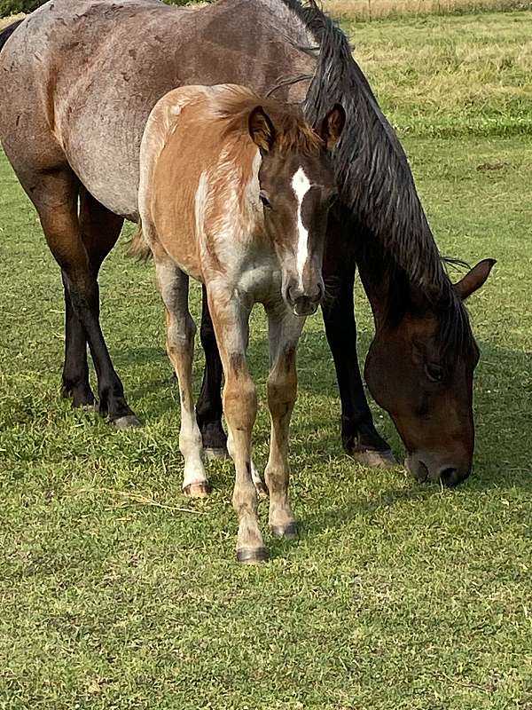 back-weanling