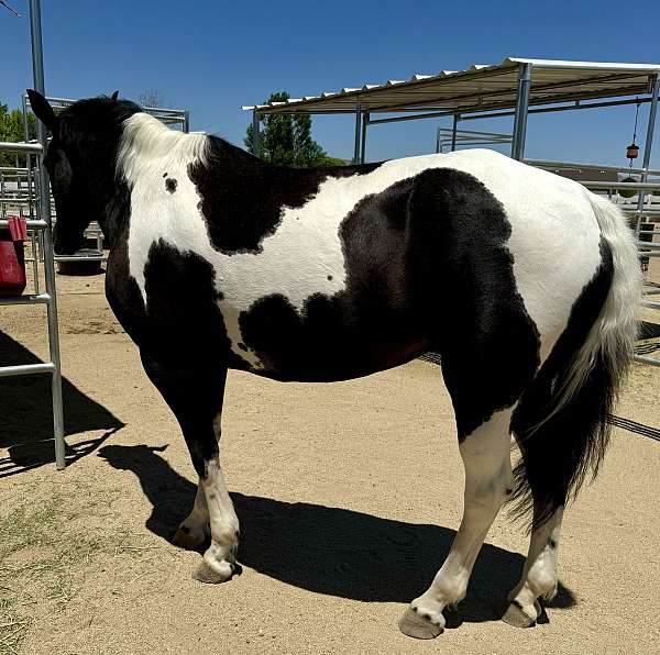 calf-roping-paint-horse