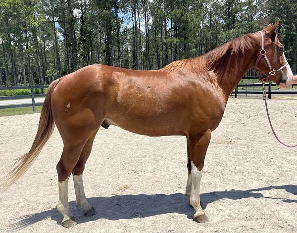 sorrel-quarter-horse-gelding