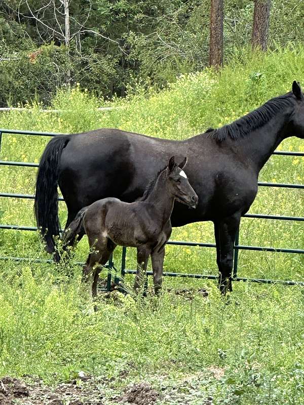 large-star-left-hind-12-stocking-right-small-wit-on-from-by-hoof-horse