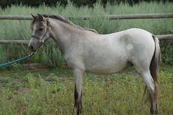 driving-welsh-pony