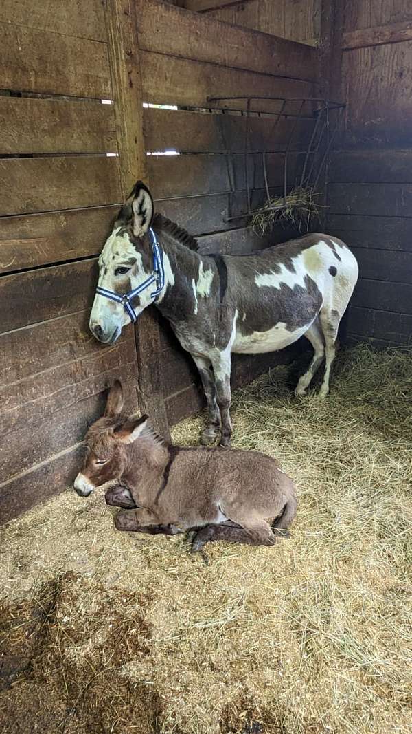 10-hand-grey-donkey