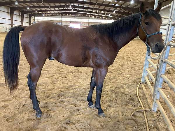 barrel-quarter-horse