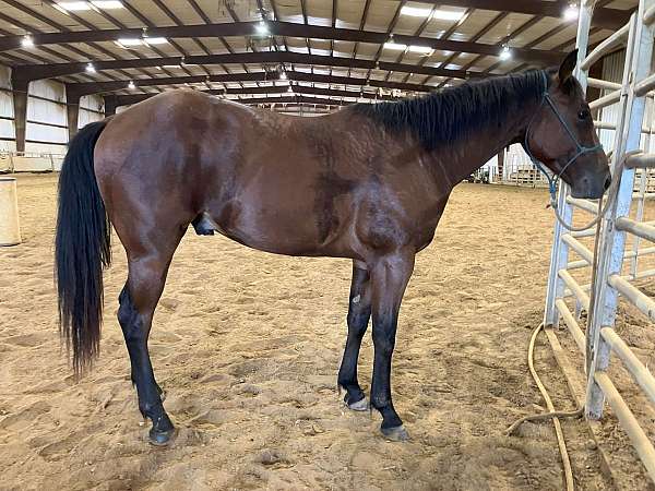 barrel-racing-quarter-horse