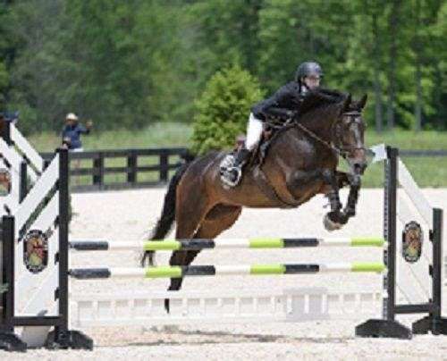 rescue-hanoverian-morgan-horse