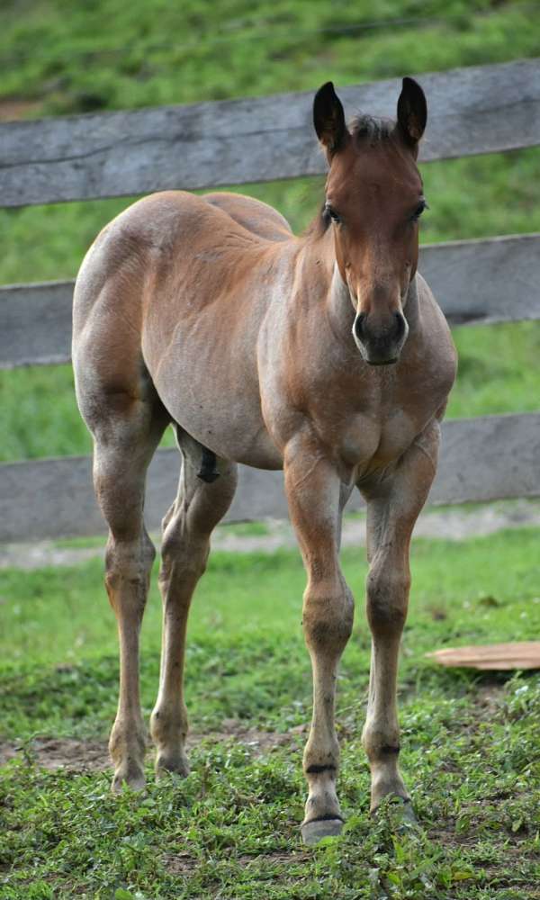 quarter-horse-colt