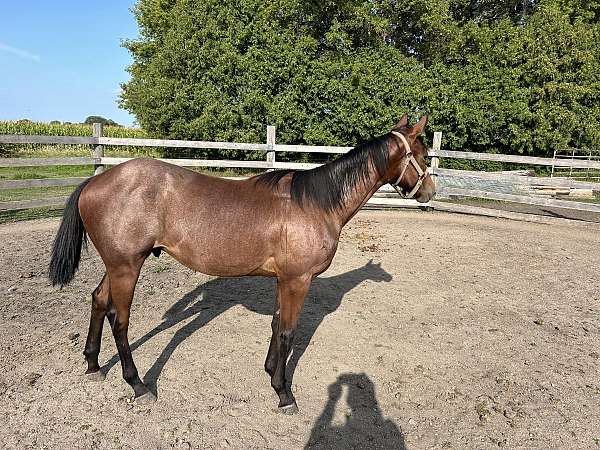 broke-to-lead-gelding