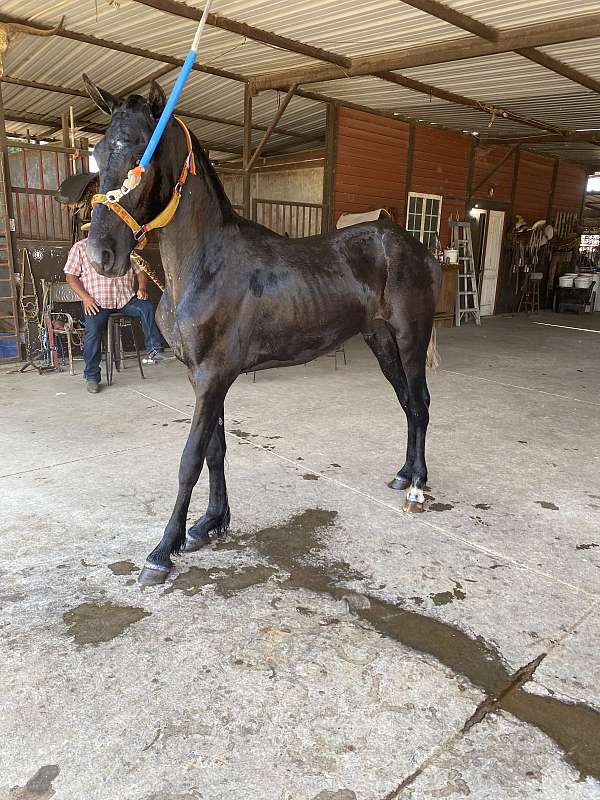 breeding-ranch-friesian-horse