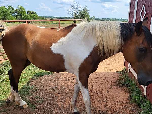 saddlebred-gelding