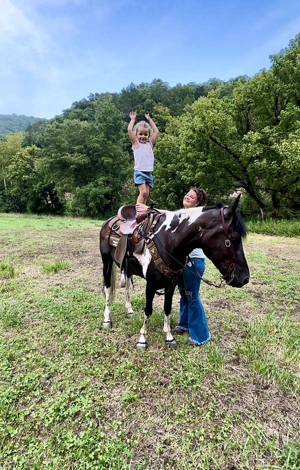 all-around-tennessee-walking-horse