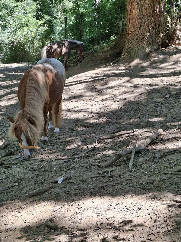 built-miniature-horse