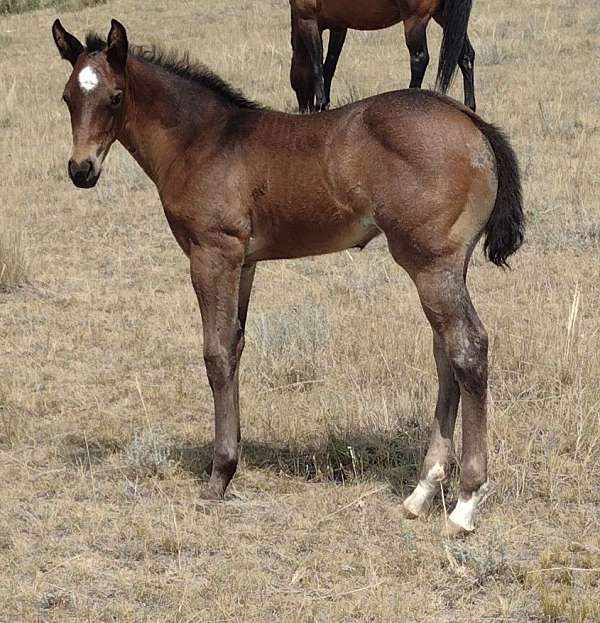 awesome-bloodlines-filly