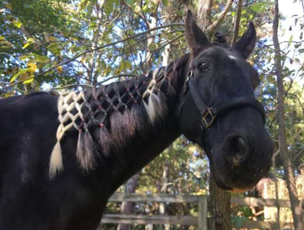 tennessee-walking-gelding