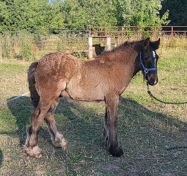 gypsy-vanner-colt