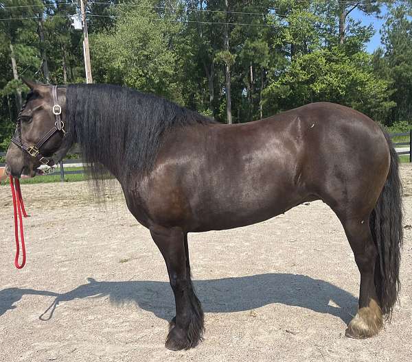 black-gypsy-vanner-mare