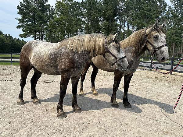 grey-percheron-gelding