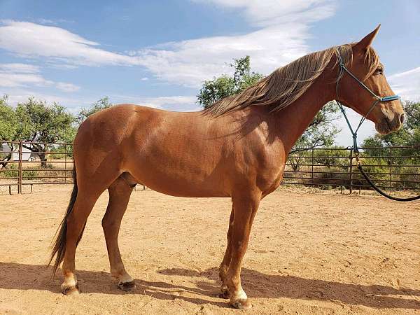 four-white-socks-slight-snip-horse