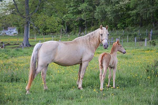 champagne-roan-gaited-horse