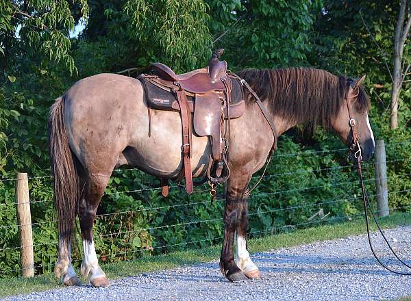 grulla-white-quarter-horse-gelding