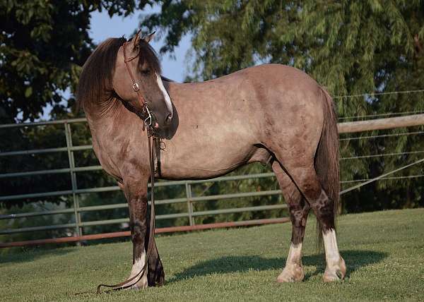 grulla-white-all-around-horse