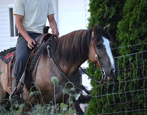 grulla-white-project-horse