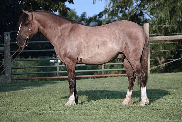 grulla-white-gelding-for-sale