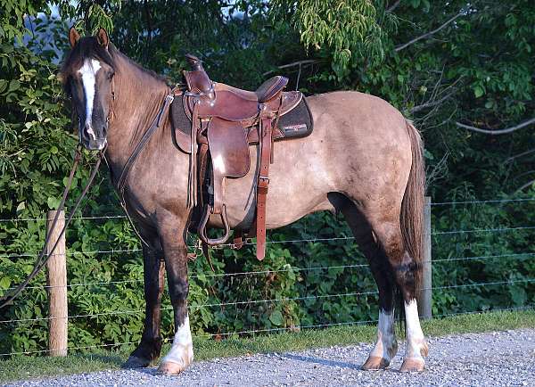 grulla-white-quarter-horse-for-sale