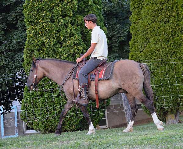 grulla-white-quarter-horse