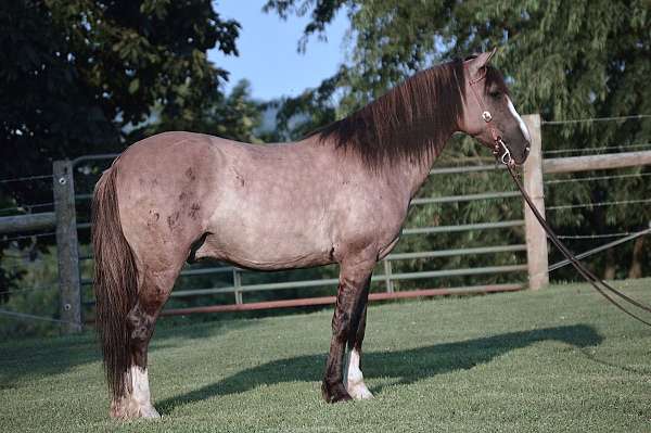 grulla-white-gelding